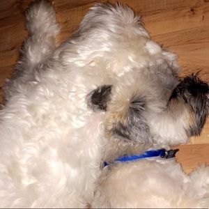 Meet your Posher, Yocelin